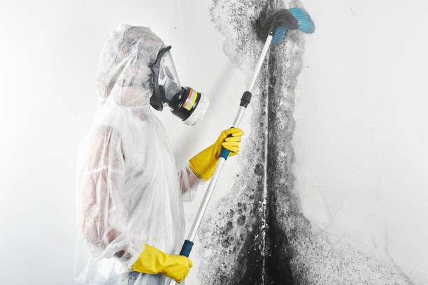 Best Basement Mold Removal  in Waynesboro, MS
