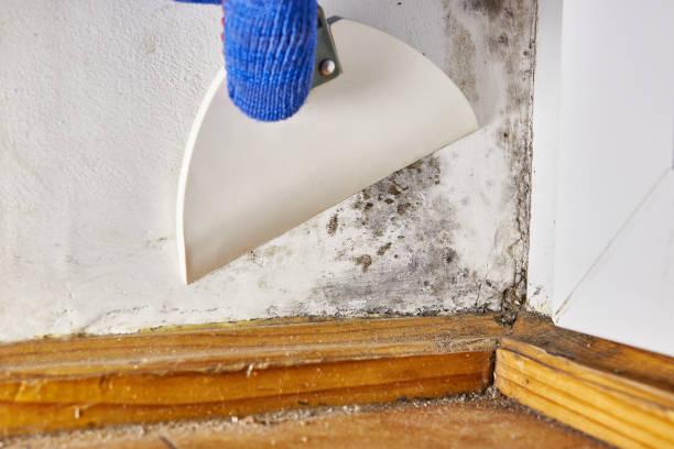 Waynesboro, MS Mold Removal Company