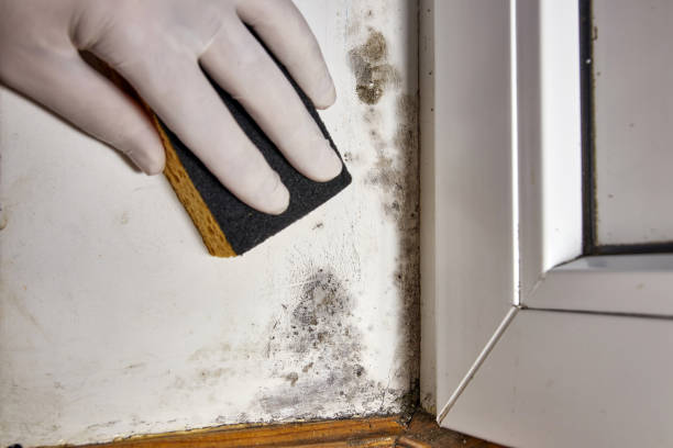  Waynesboro, MS Mold Removal Pros